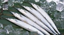 凍魚冷庫日常管理維護(hù)要注意哪些?
